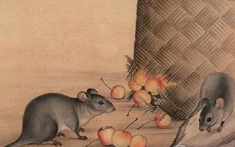 Tuổi Tý phát tài trong thời gian tới 