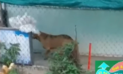 Long An: Nam thanh niên bị chó Pitbull nặng 60kg cắn chết tại chỗ, người chủ vào can ngăn cũng bị tấn công trọng thương