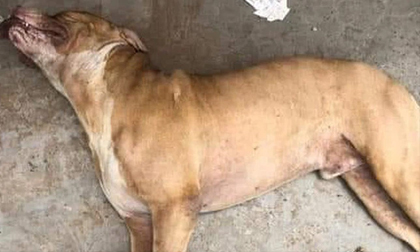 Người bị chó Pitbull cắn chết ở Long an vẫn chưa có ai đến nhận thi thể