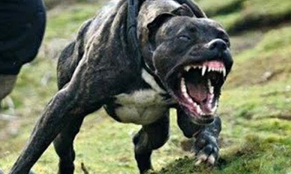 Những con số gây sốc về Pitbull ở Mỹ: Cắn chết chủ nhân lẫn người lạ, thậm chí còn... ăn thịt nạn nhân