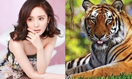 Tháng 8/2021: 3 con giáp thận trọng vận xui đeo bám, Hung tinh chiếu mệnh không nên làm ăn lớn