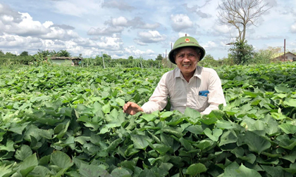 Trồng loại cây vỏ đỏ, ruột vàng, vị ngọt đậm 'đút túi' 200 triệu mỗi năm