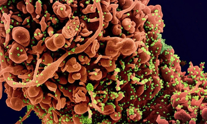 Nguồn gốc Covid-19: Biến thể Delta và giả thuyết 'virus rò rỉ từ Vũ Hán' liên quan tới nhau như thế nào?