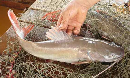 Đặc sản 'tiến Vua' giá thấp chưa từng thấy, chỉ ngang ngửa hàng chợ