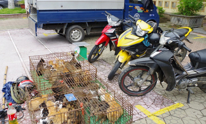 Nữ quái cầm đầu nhóm trộm mèo, đang mang đi bán thì bị bắt quả tang