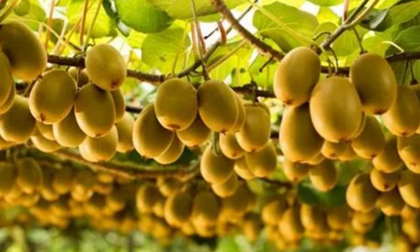 Loại 'trái cây vua', hàng VIP, luôn đắt đỏ xuống giá rẻ hơn đồ Trung Quốc