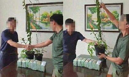Bán lan đột biến cho nhóm côn đồ, 2 vợ chồng bị đánh đập rồi cưỡng đoạt hàng trăm triệu