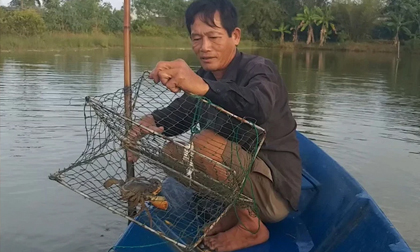Cua biển ngon nhất miền Tây đạt giá “kỷ lục” 1 triệu đồng/kg