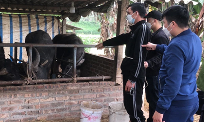 Phú Thọ: Bắt 2 đối tượng chuyên trộm trâu bò về mở trang trại chăn nuôi