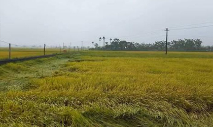Đang thu hoạch lúa, thanh niên 24 tuổi bị sét đánh chết, để lại vợ và con nhỏ 1 tuổi