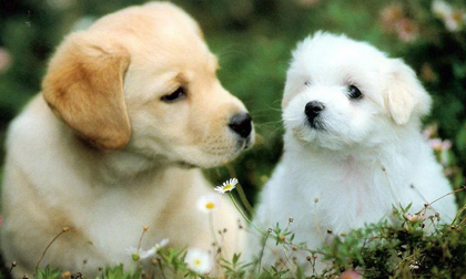 Phụ nữ thuộc 3 con giáp này càng về già càng giàu có, sung túc