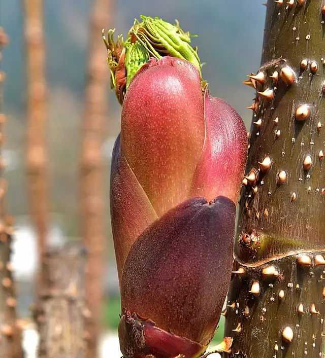 Một loại rau được mệnh danh là vua của các loại rau rừng: Giá ngang với thịt bò nhưng bổ tựa nhân sâm, chế biến theo cách nào cũng cực ngon - Ảnh 1.