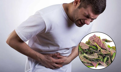 Ai đau dạ dày, bị HP cứ lấy nắm lá mơ lông làm theo cách này: Vài ngày sau thấy kết quả bất ngờ