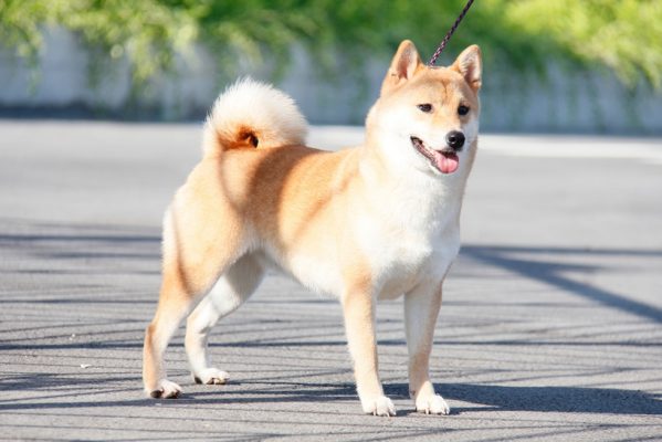 Con giáp may mắn từ rằm tháng 9 âm lịch