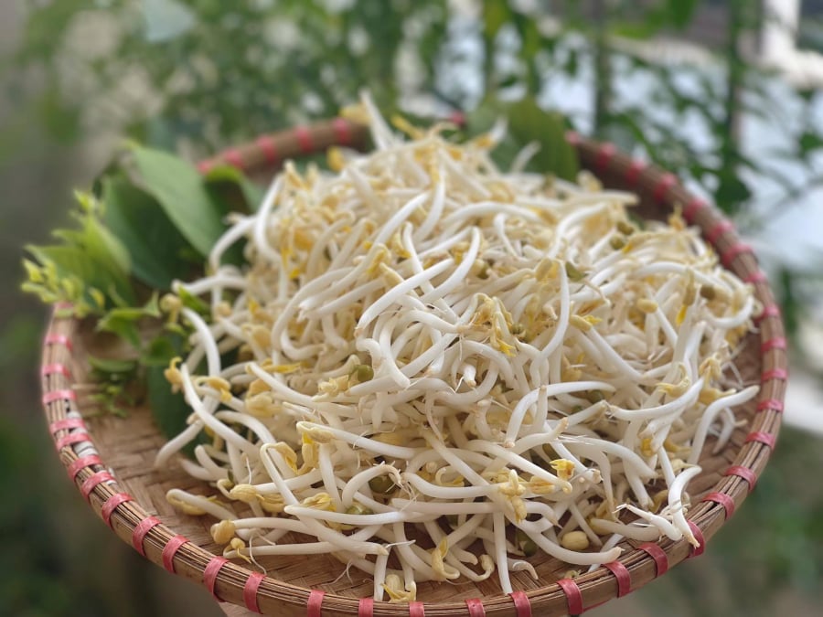 rau-bo-hon-thuoc- 2