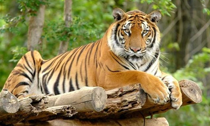 Đúng Tết Nguyên đán: 3 con giáp xoay chuyển vận mệnh, tiền bạc dư dả
