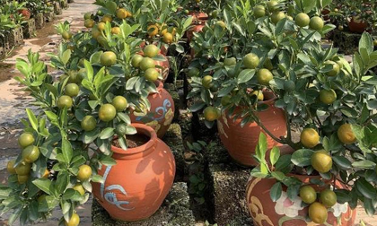 Quất bonsai vẫn được ưa chuộng trưng bày Tết Quý Mão