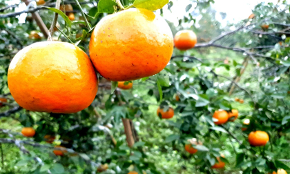 Hà Tĩnh: 'Thủ phủ' cam Hương Sơn chín vàng cả vườn chờ Tết