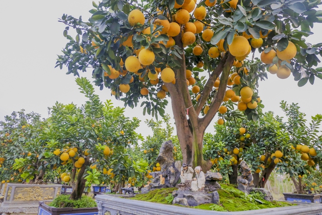 Bưởi cổ thụ giá chục triệu cháy hàng, được săn đón trước Tết Quý Mão  - Ảnh 4.