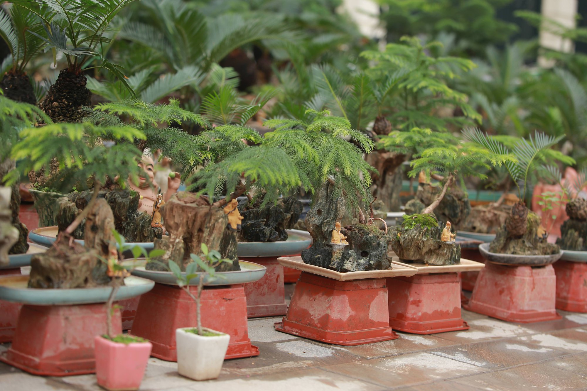 Vạn tuế mini bonsai 20 năm tuổi xuống phố, phục vụ người chơi Tết Quý Mão 2023 - Ảnh 2. Vạn tuế mini bonsai 20 năm tuổi xuống phố, phục vụ người chơi Tết Quý Mão 2023 - Ảnh 2.