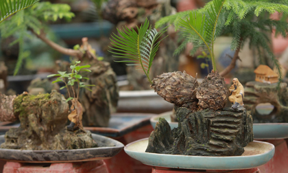 Vạn tuế mini bonsai 20 năm tuổi xuống phố, phục vụ người chơi Tết Quý Mão 2023