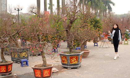 Chợ hoa Hà Nội rực rỡ sắc màu ngày cận Tết