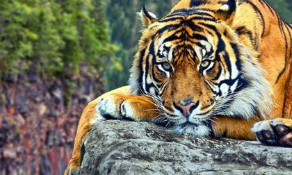 Rằm tháng 2 nhuận: 3 con giáp vơ hết lộc lá trong thiên hạ, tiền tài lên hương