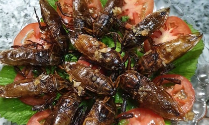 Đặc sản xưa ít người dám ăn, nay bán 5 triệu đồng/kg vẫn được ‘săn lùng’