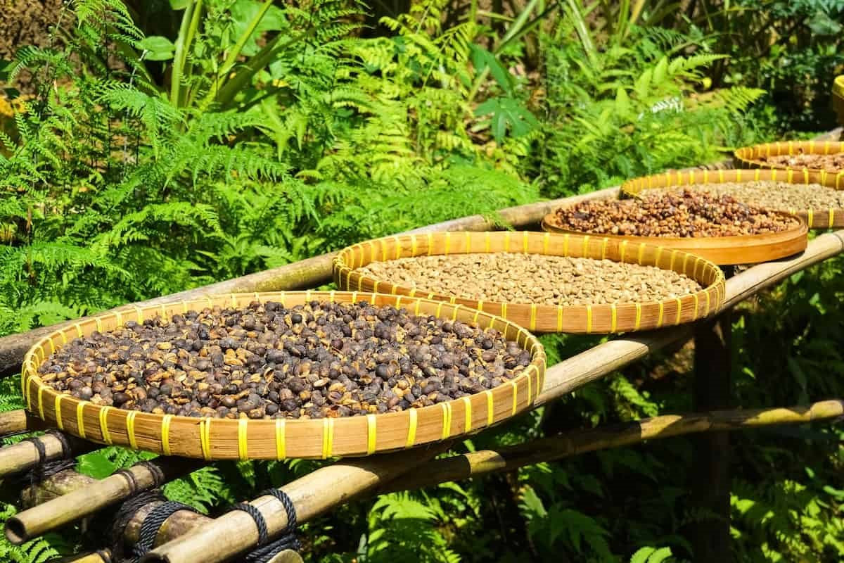 Nông sản giá rẻ ở Việt Nam được nước bạn ‘cải biến’ thành đặc sản: Giá ‘tăng chóng mặt’, 28 triệu đồng/kg vẫn đầy người mua - Ảnh 1.