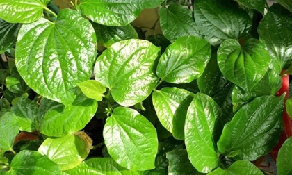 Ngâm chân bằng lá lốt, cơ thể nhận được 4 thay đổi kỳ diệu này