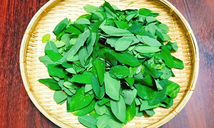 Những ai không nên ăn rau ngót?