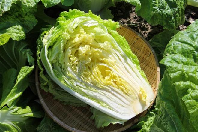 Loại rau được báo Mỹ đánh giá 'tốt nhất thế giới', hóa ra là rau quen thuộc bán rẻ đầy chợ Việt 3 Loại rau được báo Mỹ đánh giá 'tốt nhất thế giới', hóa ra là rau quen thuộc bán rẻ đầy chợ Việt 3