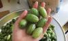 Quả nhót đầu mùa giá tới 100.000 đồng/kg vẫn cháy hàng