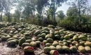 'Thảm cảnh' ở biên giới Trung Quốc: Hàng nghìn tấn hoa quả thối rữa, vứt bỏ hàng loạt