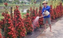 Chàng trai Đồng Tháp 10 năm nâng niu kỷ vật của bà, kết thành hàng rào hoa đỏ rực