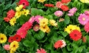 Những loại hoa, cây cảnh mang ý nghĩa tài lộc cho gia chủ khi trưng bày ngày Tết