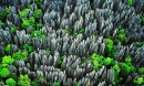 Phát hiện rừng đá Bemaraha của Madagascar - mê cung tự nhiên lớn nhất thế giới 