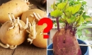 Khoai lang mọc mầm có độc không? Khoai tây mọc mầm so với khoai lang mọc mầm loại nào độc hơn?