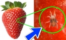 6 loại trái cây có nhiều ký sinh trùng nhất vào mùa hè, rửa chúng bằng nước tương đương với việc ăn trứng côn trùng