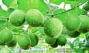 Việt Nam có loại quả kỳ lạ, ngọt gấp 300 lần đường mía, là 'khắc tinh' của tiểu đường, ngừa cả ung thư