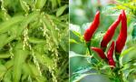 Ở Việt Nam có loại rau cay hơn cả ớt, là thần dược chữa được nhiều bệnh, cực tốt cho hệ tiêu hoá