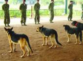 chuyen-nghe-cua-nhung-nguoi-thay-canh-khuyen-76058.html