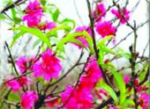 bi-quyet-cua-nguoi-lam-dao-that-thon-no-hoa-76216.html