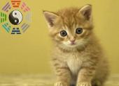 tu-vi-tuoi-mao-nam-quy-ty-2013-122022.html