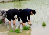 bi-thu-tinh-uy-ha-tinh-xuong-dong-cay-lua-77449.html