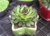 cay-phong-thuy-giup-gia-chu-hut-tai-loc-171463.html