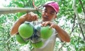 vuon-buoi-ho-lo-chung-tet-10-trieu-dong-4-qua-o-dong-nai-200706.html