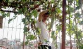 nguoi-ha-noi-dua-nhau-lam-nong-dan-trong-rau-sach-212948.html