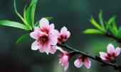 lich-nghi-tet-am-lich-2016-216288.html