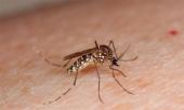 cach-phan-biet-benh-do-virus-zika-va-do-sot-xuat-huyet-222238.html